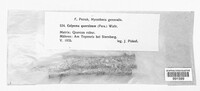 Colpoma quercinum image